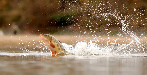 Wild carp